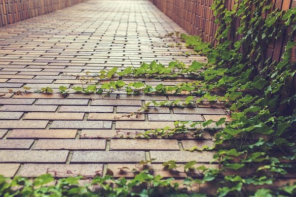 Les murs végétaux : un investissement durable pour les entreprises ?