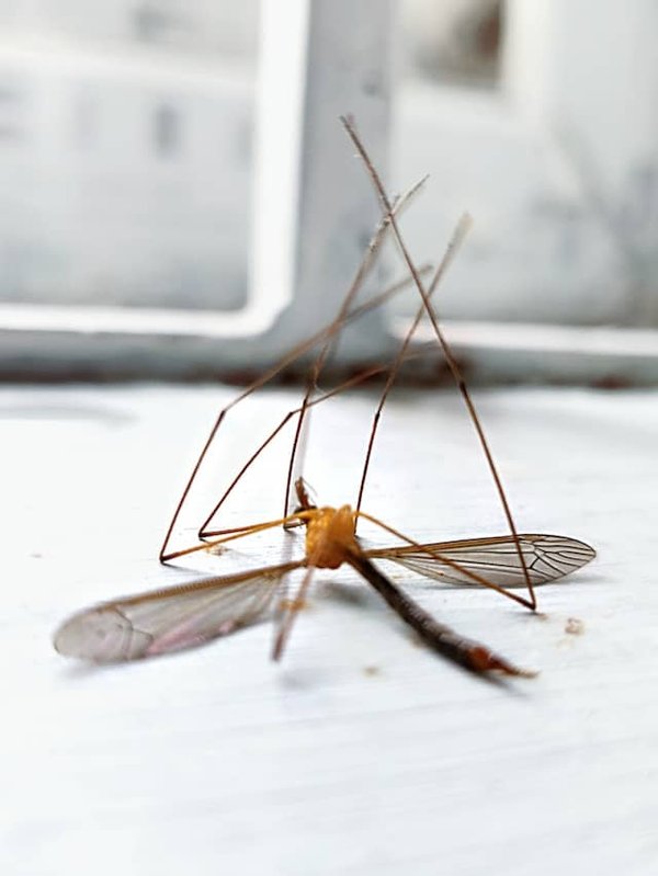Comment se débarrasser définitivement des moustiques à  la maison ?