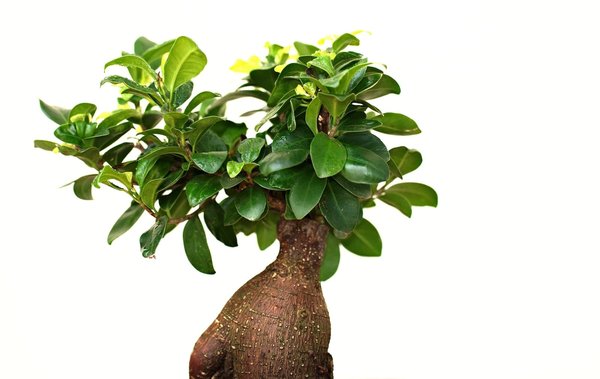 les tendances en matière de mobilier de jardin