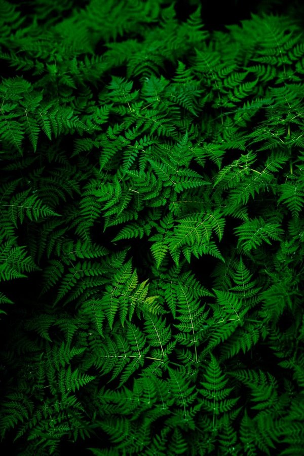 Quelles sont les meilleures plantes pour un jardin ombragé ?