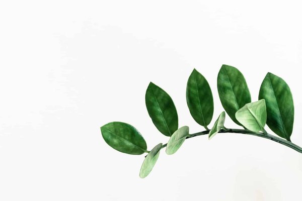 Comment lutter contre les maladies des plantes naturellement ?