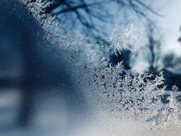 Comment protéger les plantes du gel en hiver ?