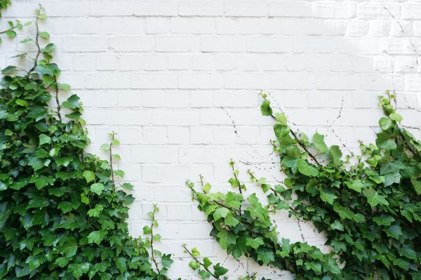 Comment choisir et installer un mur végétal dans un salon ?
