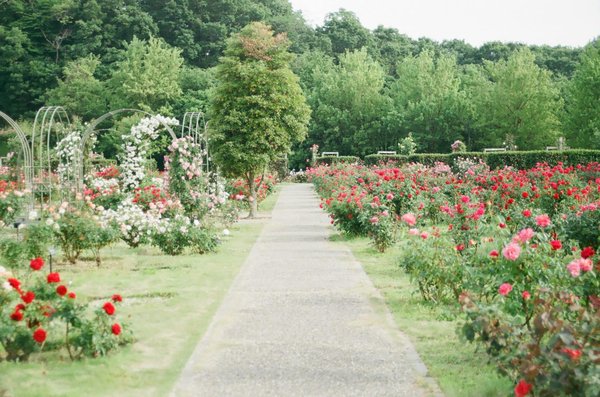 Comment planifier un jardin de plantes indigènes pour soutenir la faune locale ?