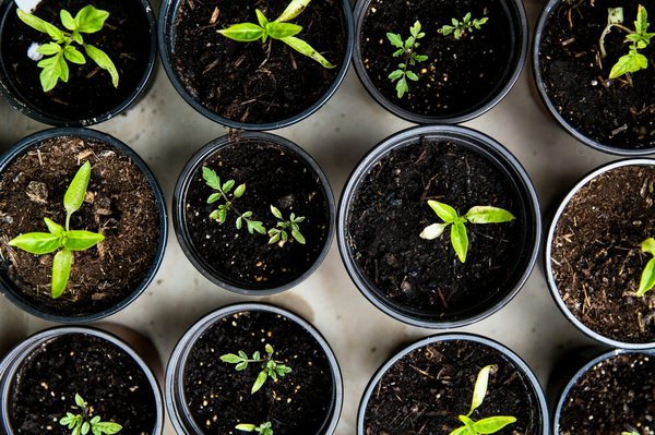 Quels légumes racines sont les plus adaptés pour la culture en conteneurs ?